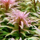 �ѥ󥿥ʡ��롡��åɥԥ�ͥ���  ����(����)