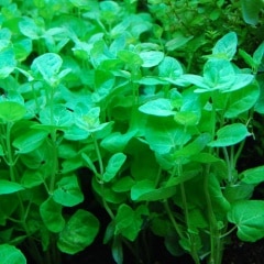 �����������������ʥߥ󡡣����ܡʿ����