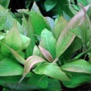 �ϥ������ե��� �����ܡ��� ����ѥ��� �����ܡʿ����