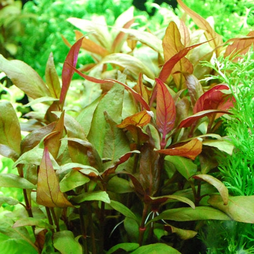 ����ƥ�ʥ�ƥ顡�������ʥꥹ  ������(����)