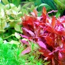 �ͥ���������å�  ������(����)