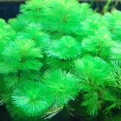 グリーンカボンバ １０本 水草 水草 有茎草 熱帯魚 海水魚 通販ショップ アクアライズ