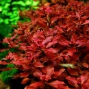 ��ɥ���������SP�������ѡ���åɡ����ܡʿ����