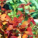 ��ɥ���������SP�������ѡ���åɡ����ܡʿ����