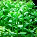 �Х��ѡ����˥��ꡡ������(����)