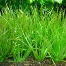 �֥ꥯ�������硼�ȥ꡼�ա�������(����)