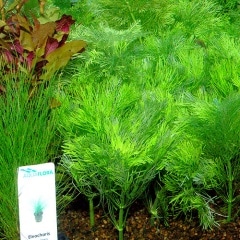 ���㥤����ȡ�����֥ꥢ  ����(����)