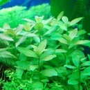 �ϥ������ե��顡�ݥꥹ�ڥ��  ����(����)