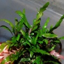 �ϥ������ե��顦�ԥ�ʥƥ��ե���������