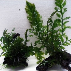 �ܥ�ӥ�����ή��   ��  ����(����)