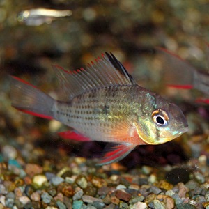 パピリオクロミス アルティスピノーサ3匹(熱帯魚) | 熱帯魚・エビ