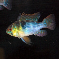 国産オランダラミレジィ ペア 熱帯魚 熱帯魚 エビ アピスト ドワーフ 熱帯魚 海水魚 通販ショップ アクアライズ
