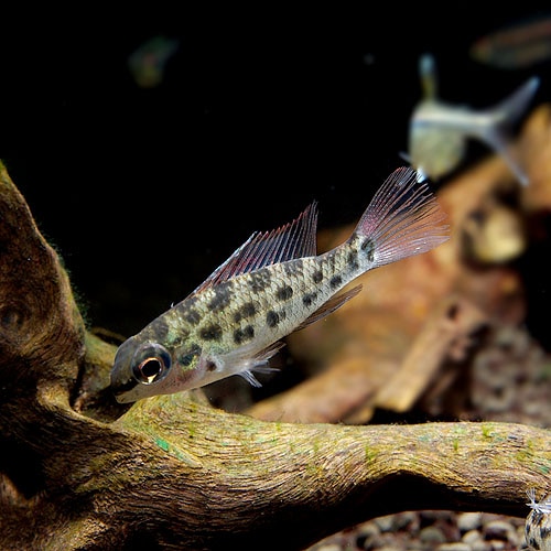 一点物 ディクロスス・ホイルニー 1Pr “Wild”(熱帯魚