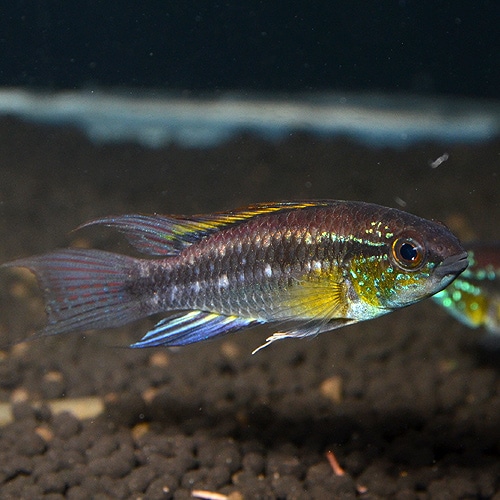 Ap ビタエニアータ ペルー産 Ml Lサイズ Wild 1pr 熱帯魚 熱帯魚 エビ アピスト ドワーフ 熱帯魚 海水魚 通販 ショップ アクアライズ