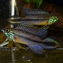 Ap���������������֥롼�ե���ȥࡡ��Wild�ɡ�1pr��2421d��(Ǯ�ӵ�)