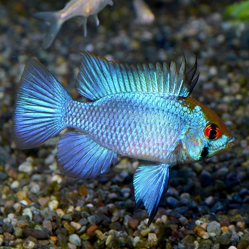 コバルトラム 3匹 (熱帯魚) | 熱帯魚・エビ,アピスト・ドワーフ