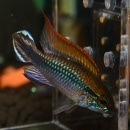 Ap���������������ƥե��֥롼���Ȳ����֥꡼�ɡɡ�1pr��(Ǯ�ӵ�)