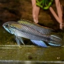 Ap��������������JUA����Wild�ɡ�1pr��(Ǯ�ӵ���