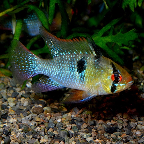 淡水エイ　魚　洋書　Aqualog 南アメリカ　南米　Ray 淡水魚　熱帯魚　魚 淡水エイ 魚 洋書 Aqualog 南アメリカ 南米 Ray 淡水魚 熱帯魚