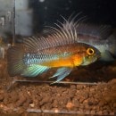 Ap�������ե���ѡ��ꥪ�������䡡1Pr��2201j (Ǯ�ӵ�)