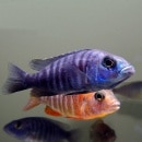 �����꡼��(M)��1ɤ��(Ǯ�ӵ�)