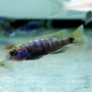 �����꡼(S)��3ɤ��(Ǯ�ӵ�)