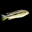 �����������ȥ饤�ץ�����åɡ�3ɤ��(Ǯ�ӵ�)