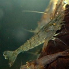 ミナミヌマエビ 合計30匹 25匹 5匹サービス 熱帯魚 熱帯魚 エビ エビ 貝類 熱帯魚 海水魚 通販ショップ アクアライズ ミナミヌマエビ 合計30匹 25匹 5匹サービス 熱帯魚 熱帯魚 エビ エビ 貝類 熱帯魚 海水魚 通販ショップ アクアライズ