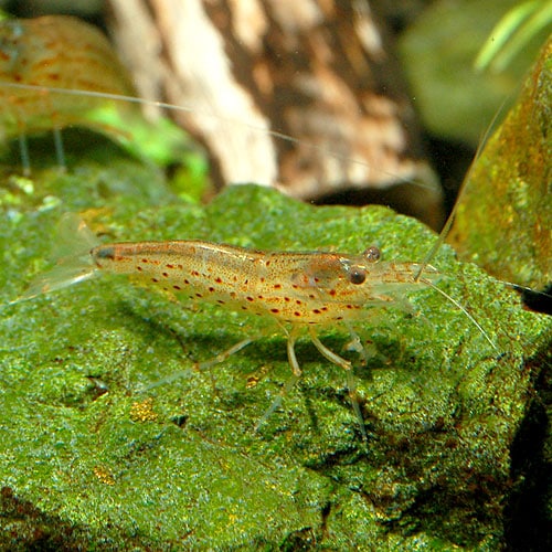 ヤマトヌマエビ 合計30匹 25匹 5匹サービス 熱帯魚 熱帯魚 エビ エビ 貝類 熱帯魚 海水魚 通販ショップ アクアライズ