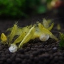 �������������꡼������� �����10ɤ��8ɤ+2ɤ�����ӥ���(Ǯ�ӵ�)