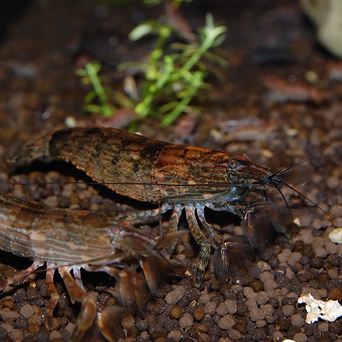 ロックシュリンプ 3匹 2匹 1匹サービス 熱帯魚 熱帯魚 エビ エビ 貝類 熱帯魚 海水魚 通販ショップ アクアライズ