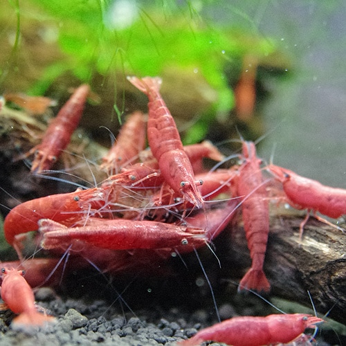 熱帯魚、レッドチェリーシュリンプ