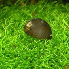 (��)�д��������5�ġ�4��+1�ĥ����ӥ���(Ǯ�ӵ�)