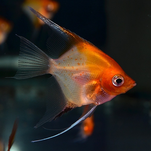 レッドデビルエンゼルフィッシュ S Smサイズ 3匹 ウィルヘルム氏ブリード 熱帯魚 熱帯魚 エビ エンゼル 熱帯魚 海水魚 通販ショップ アクアライズ