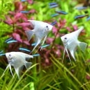 �ץ���ʥ��󥼥롡S��SM��������1ɤ��(Ǯ�ӵ�)