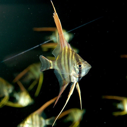アルタムエンゼル S Smサイズ 1匹 熱帯魚 熱帯魚 エビ エンゼル 熱帯魚 海水魚 通販ショップ アクアライズ