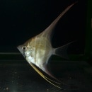 ���륿�२�󥼥�  SM��M��������1ɤ(Ǯ�ӵ�)