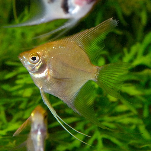 エンゼルフィッシュmix Ml Lサイズ 1匹 熱帯魚 熱帯魚 エビ エンゼル 熱帯魚 海水魚 通販ショップ アクアライズ