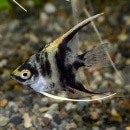 �ޡ��֥륨�󥼥�ե��å��塡S��SM��������3ɤ��Ǯ�ӵ���