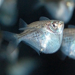 シルバーハチェット（ワイルド）1匹(熱帯魚) | 熱帯魚・エビ,カラシン