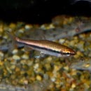 ٥åեǥڥ󥷥롡5ɤ3ɤ+2ɤӥ(Ǯӵ)