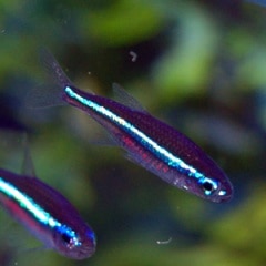 グリーンネオン MAXXEON MXN00811, Hivis Green, 720 Lumens, USB-C