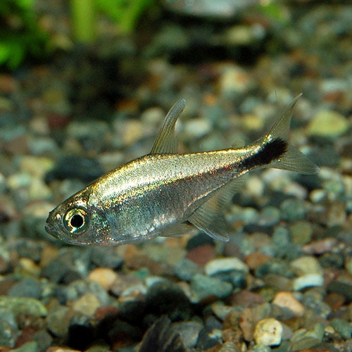 ゴールデンテトラ（ワイルド）5匹(熱帯魚) | 熱帯魚・エビ,カラシン