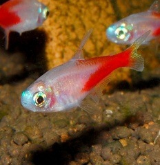 ゴールデンダイヤモンドヘッドネオンテトラ 合計１０匹 ８匹 ２匹サービス 熱帯魚 熱帯魚 エビ カラシン テトラ 熱帯魚 海水魚 通販ショップ アクアライズ