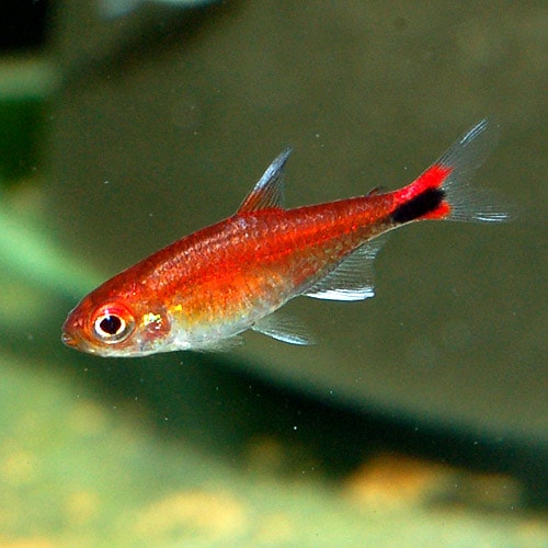 ディープレッド ホタルテトラ 1匹 熱帯魚 熱帯魚 エビ カラシン テトラ 熱帯魚 海水魚 通販ショップ アクアライズ ディープレッド ホタルテトラ 1匹 熱帯魚 熱帯魚 エビ カラシン テトラ 熱帯魚 海水魚 通販ショップ アクアライズ