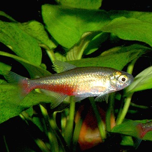 グリーンファイヤーテトラ ワイルド 10匹 熱帯魚 熱帯魚 エビ カラシン テトラ 熱帯魚 海水魚 通販ショップ アクアライズ グリーンファイヤーテトラ ワイルド 10匹 熱帯魚 熱帯魚 エビ カラシン テトラ 熱帯魚 海水魚 通販ショップ アクアライズ