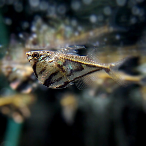 マーブルハチェット1匹 (熱帯魚) | 熱帯魚・エビ,カラシン（テトラ