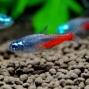 ɥإåɡͥƥȥ(SSM)ɤ  (Ǯӵ)