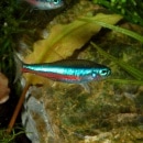 ���꡼��ͥ���ƥȥ� ��SM��M��������1ɤ��(Ǯ�ӵ�)