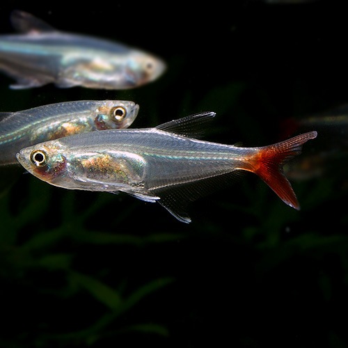 グラスブラッドフィン １匹 熱帯魚 熱帯魚 エビ カラシン テトラ 熱帯魚 海水魚 通販ショップ アクアライズ